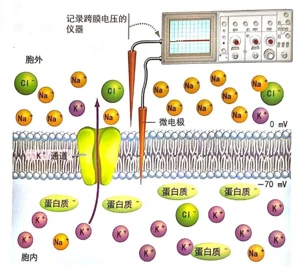 细胞膜内外的静息电位差