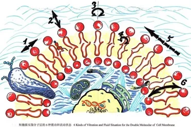 细胞膜双酯分子层的6种振动状态