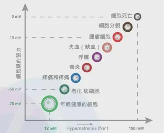 细胞膜电压模型